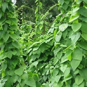 Gói 20 hạt giống sương sâm lông - Tiliacora triandra