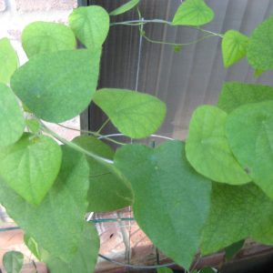 Gói 20 hạt giống sương sâm lông - Tiliacora triandra