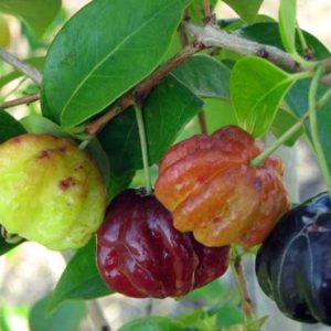 Cây giống Cherry Surinam - Giống Cherry Khía 8 múi ngoại nhập hay còn gọi Anh Đào Đen xuất xứ Brazil