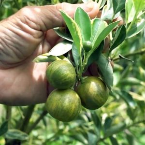 Tắc cẩm thạch size M