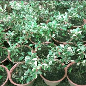 Tắc cẩm thạch size M