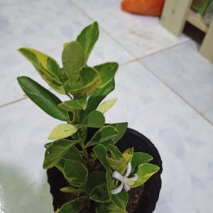 Tắc cẩm thạch size M