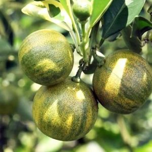 Tắc cẩm thạch size M