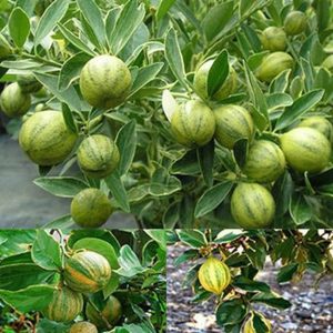 Tắc cẩm thạch size M