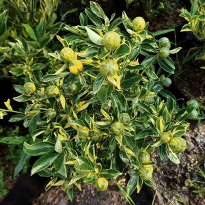 Tắc cẩm thạch size M