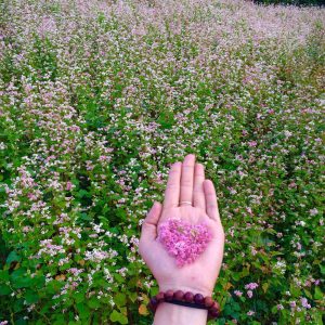 Gói 100 hạt giống hoa tam giác mạch