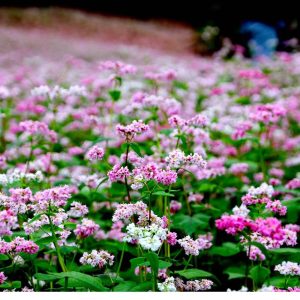 Gói 100 hạt giống hoa tam giác mạch