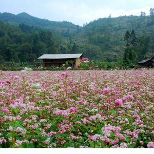 Gói 100 hạt giống hoa tam giác mạch