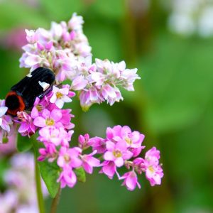 Gói 100 hạt giống hoa tam giác mạch