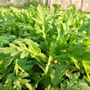 Gói 20g hạt giống tần ô Garland