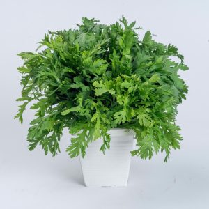 Gói 20g hạt giống tần ô Garland