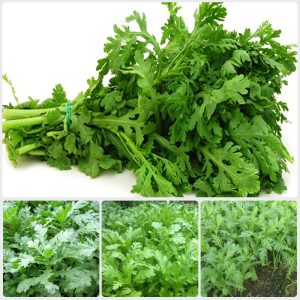 Gói 20g hạt giống tần ô Garland lá tròn