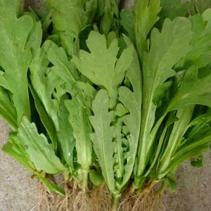 Gói 20g hạt giống tần ô Garland lá tròn