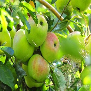 Gói 20 hạt giống táo đỏ giòn ngọt (Thân cao)