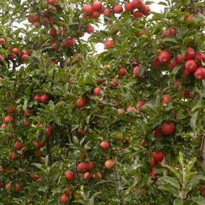 Gói 20 hạt giống táo đỏ giòn ngọt (Thân cao)