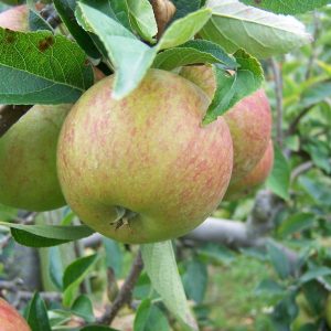 Gói 20 hạt giống táo đỏ giòn ngọt (Thân cao)