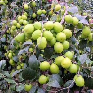 Chậu cây táo Thái đang hoa trái