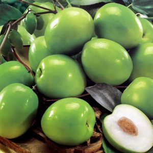 Cây giống Táo Thái cho trái to giòn ngọt