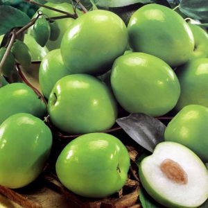 Cây giống Táo Thái cho trái to giòn ngọt