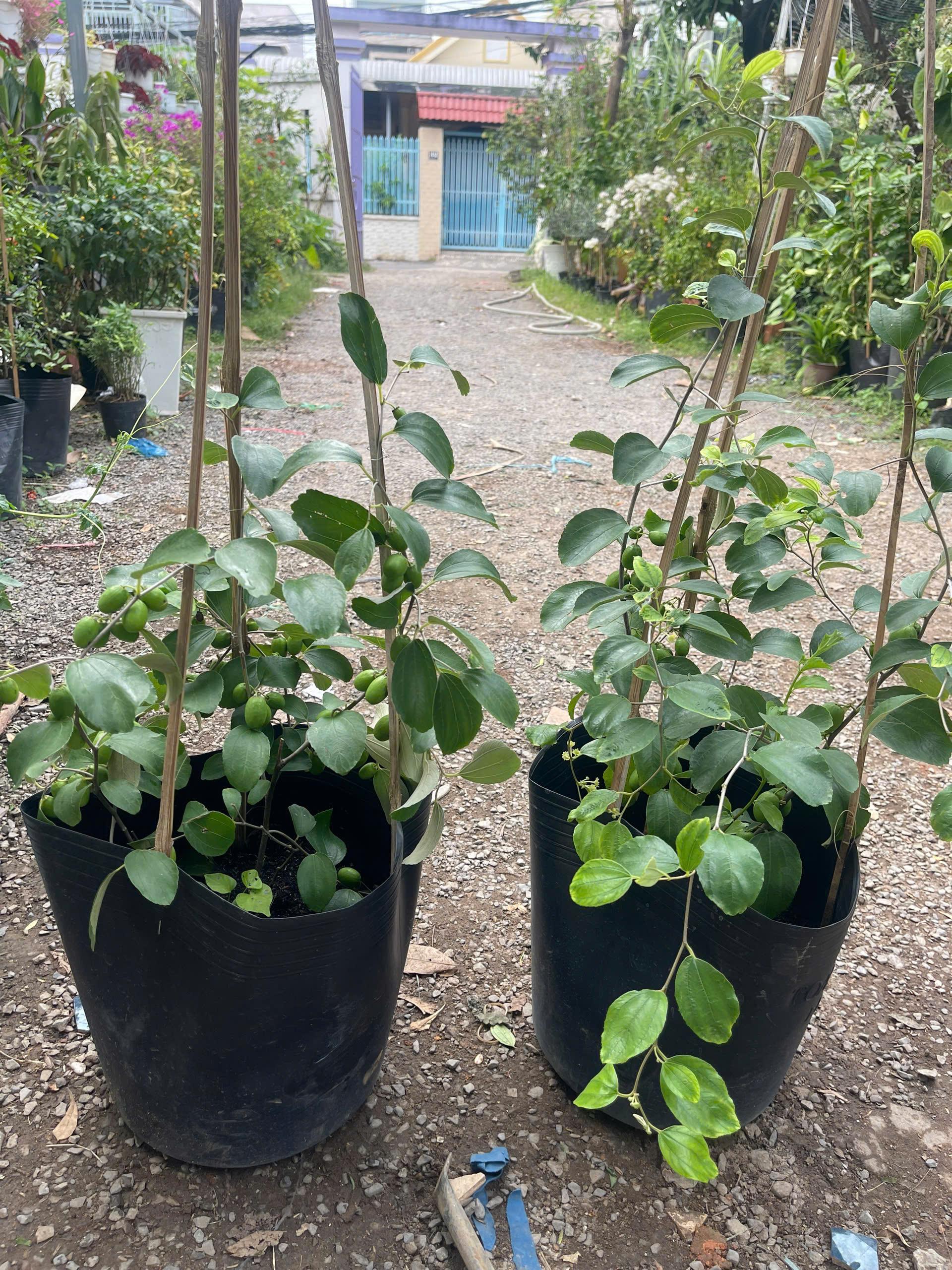 Chậu cây táo Thái đang hoa trái