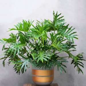 [Cây phong thủy] Trầu Bà Thanh Xuân chậu lớn - size lớn