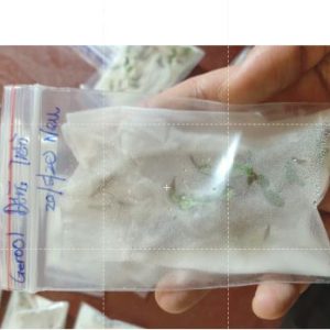 Gói 15 HẠT GIỐNG HOA CÚC ĐỒNG TIỀN NHIỀU MÀU