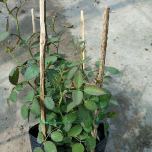 [Cây giống hoa] Hồng ngoại Tezza lùn (hồng bụi) màu Hồng size chậu C9 - CayGiongTot