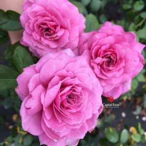 [Cây giống hoa] Hồng ngoại Tezza lùn (hồng bụi) màu Hồng size chậu C9 - CayGiongTot