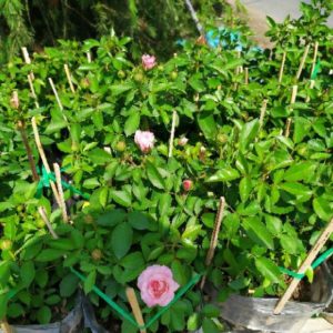 [Cây giống hoa] Hồng ngoại Tezza lùn (hồng bụi) màu Hồng size chậu C9 - CayGiongTot