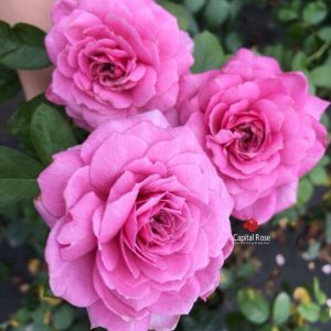 [Cây giống hoa] Hồng ngoại Tezza lùn (hồng bụi) màu Hồng size chậu C9 - CayGiongTot