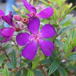 Chậu cây giống hoa Mua Thái (hoa sim Thái) cao 30-40cm đang hoa nhiều nụ - cây cho hoa Tím lịm quanh năm, cực dễ trồng