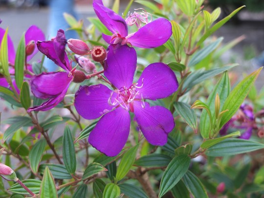 Chậu cây giống hoa Mua Thái (hoa sim Thái) cao 30-40cm đang hoa nhiều nụ - cây cho hoa Tím lịm quanh năm, cực dễ trồng