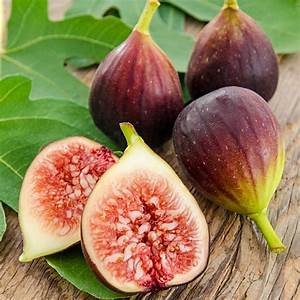 th Cây giống Violette de Bordeaux Fig Tree (French Fig) có trái- giống sưu tầm siêu thơm, ngọt