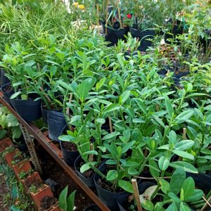 Chai 20ml phân bón lá Tano-xanh