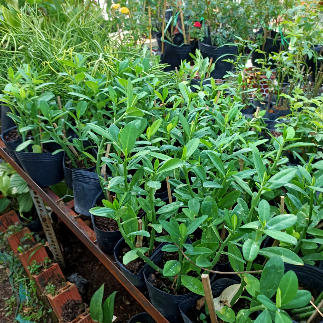 Chai 20ml phân bón lá Tano-xanh