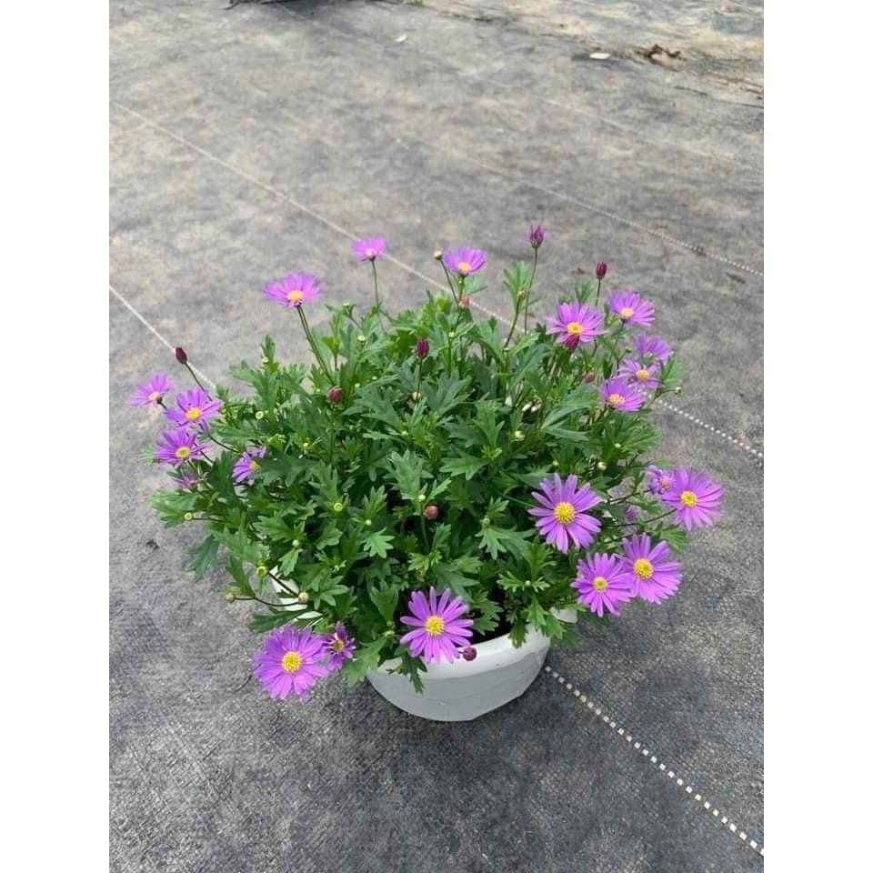 Chậu cây hoa Thạch Thảo rũ màu hồng