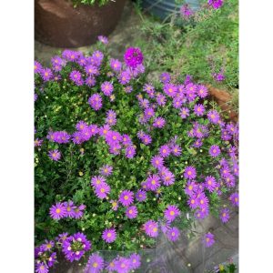 Chậu cây hoa Thạch Thảo rũ màu hồng