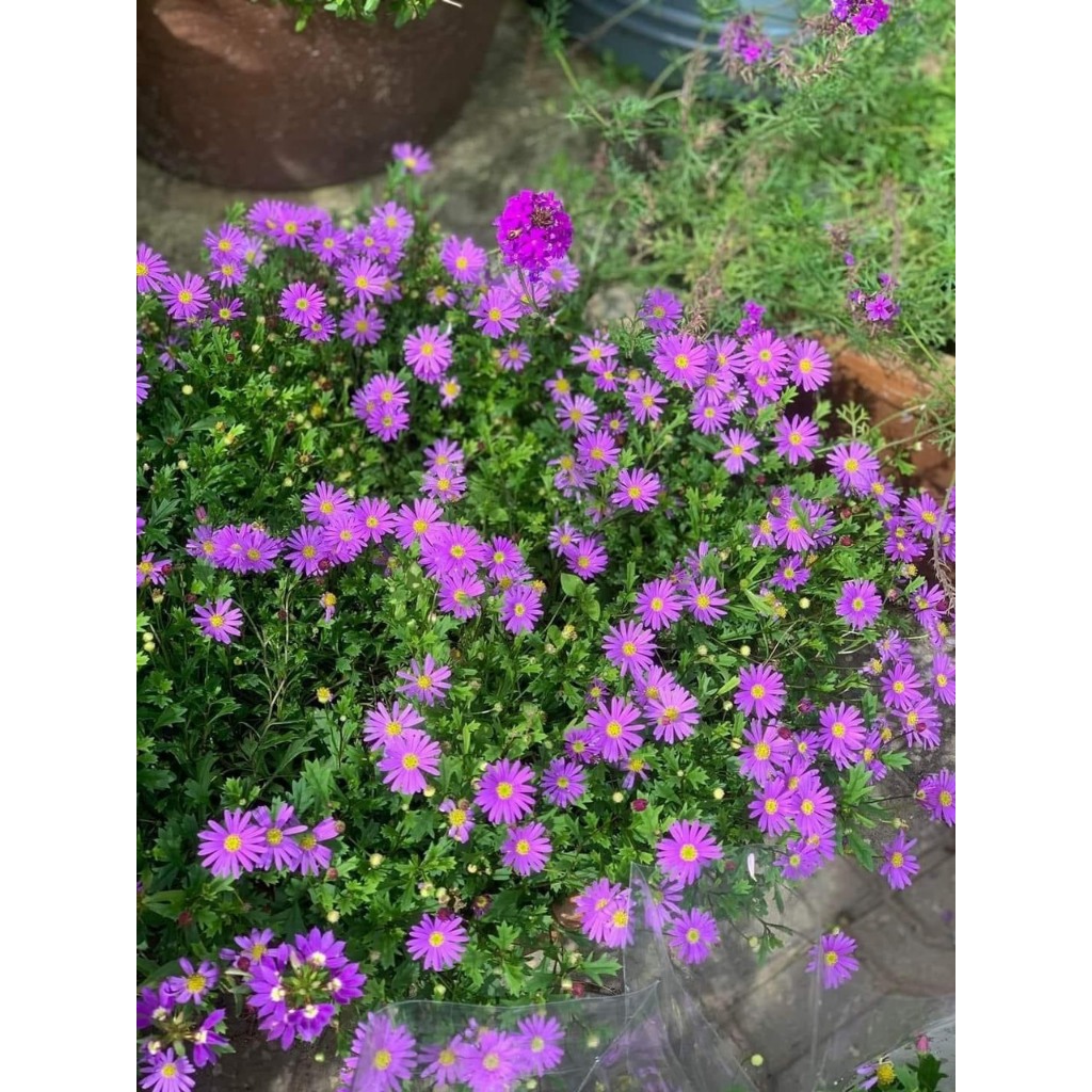 thach-thao-ru-1-jpeg