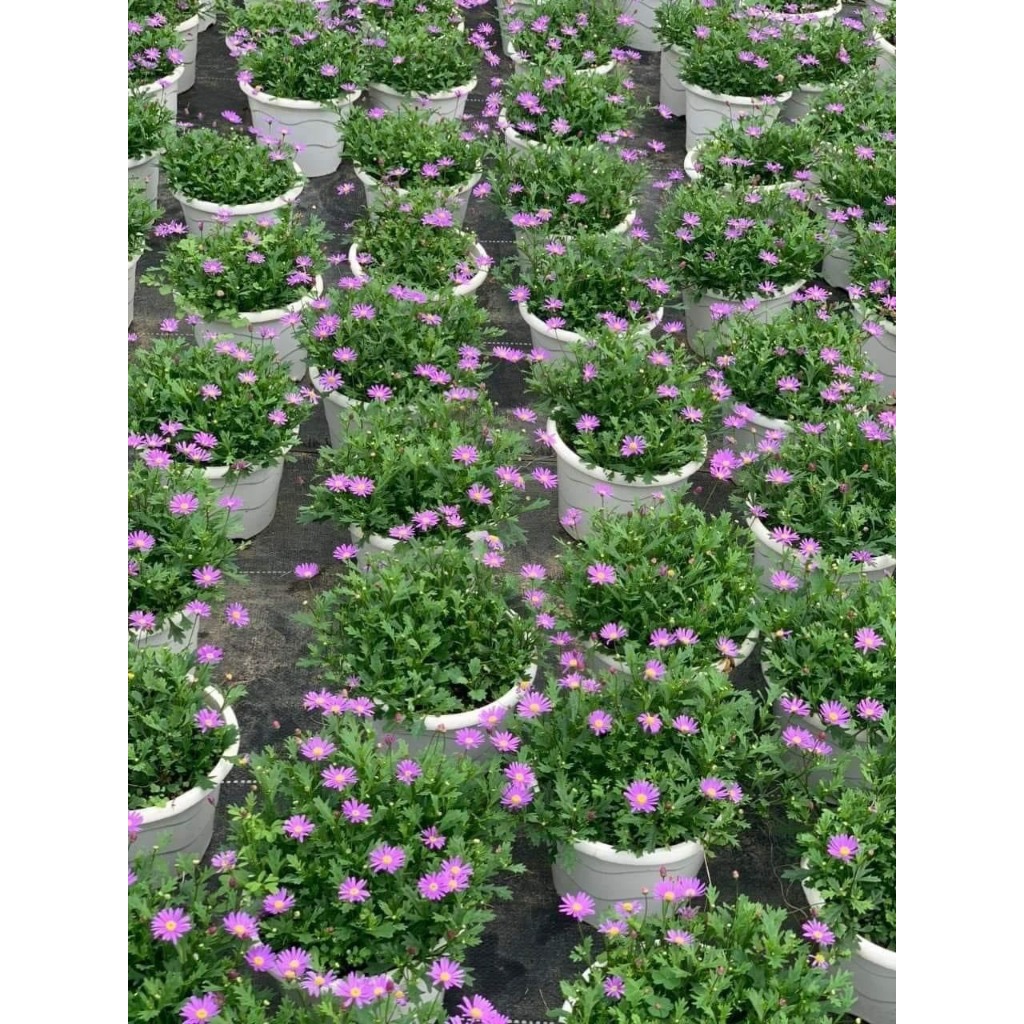 thach-thao-ru-2-jpeg