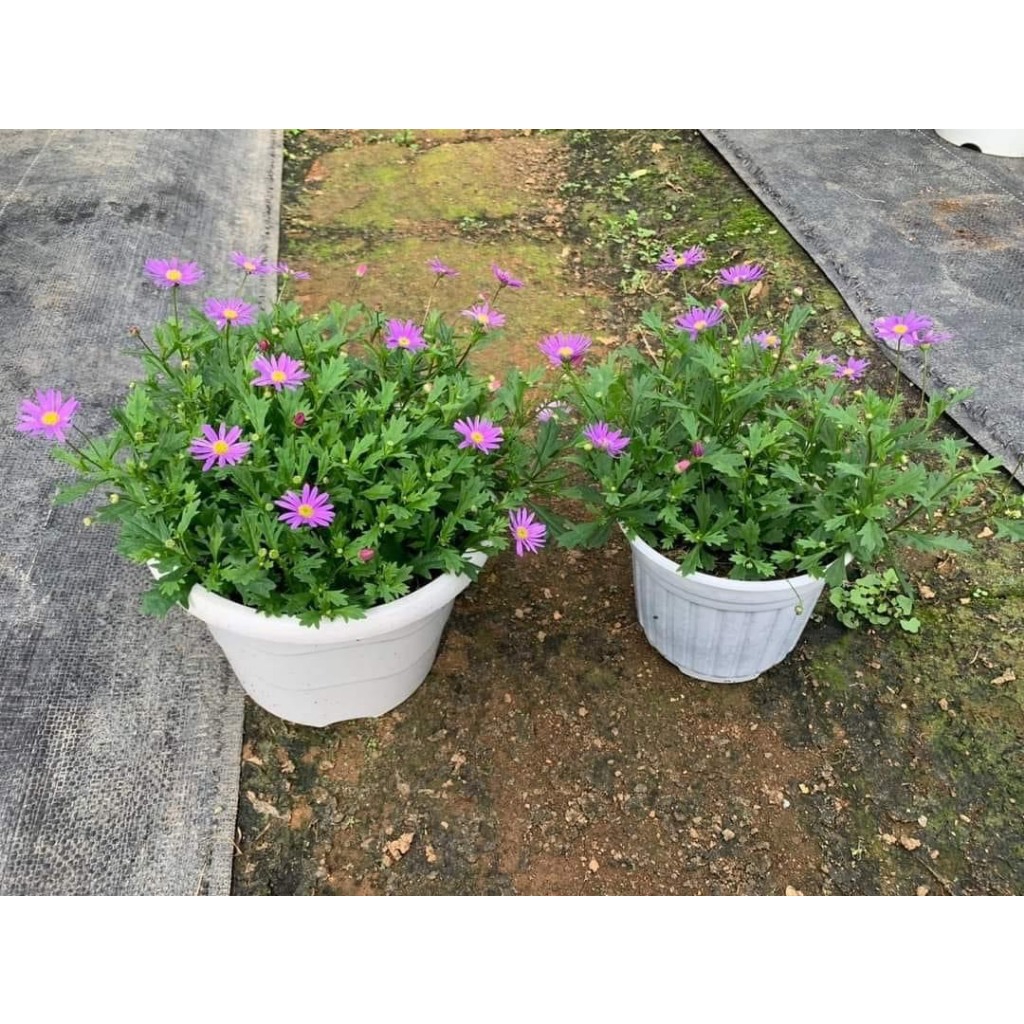 Chậu cây hoa Thạch Thảo rũ màu hồng