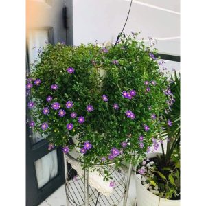 Chậu cây hoa Thạch Thảo rũ màu hồng