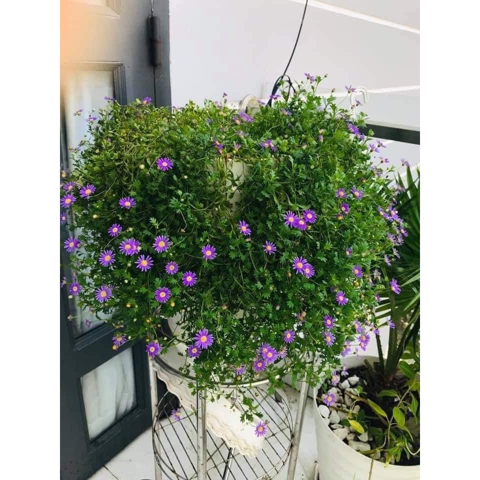 Chậu cây hoa Thạch Thảo rũ màu hồng