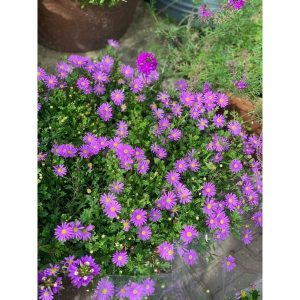 Chậu cây hoa Thạch Thảo rũ màu hồng