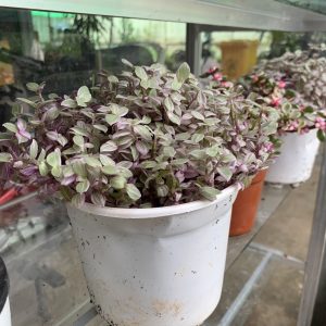 [HCM] Chậu cây Thài Lài Hồng Mini - Pink Lady - Thài Lài Mini Pink Lady Violet