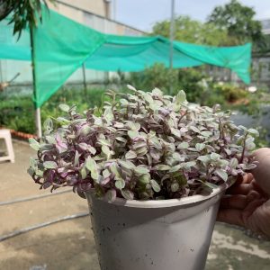 [HCM] Chậu cây Thài Lài Hồng Mini - Pink Lady - Thài Lài Mini Pink Lady Violet