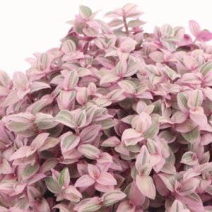 [HCM] Chậu cây Thài Lài Hồng Mini - Pink Lady - Thài Lài Mini Pink Lady Violet