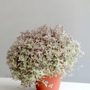 [HCM] Chậu cây Thài Lài Hồng Mini - Pink Lady - Thài Lài Mini Pink Lady Violet