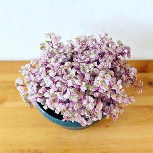 [HCM] Chậu cây Thài Lài Hồng Mini - Pink Lady - Thài Lài Mini Pink Lady Violet