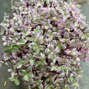 [HCM] Chậu cây Thài Lài Hồng Mini - Pink Lady - Thài Lài Mini Pink Lady Violet