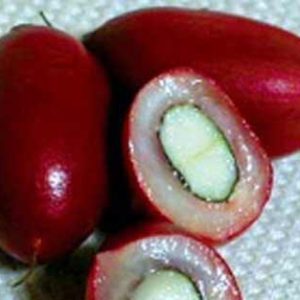 Cây giống Cây Thần Kỳ size S